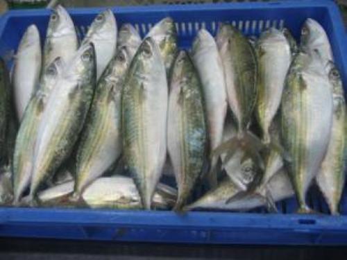 ضبط 2 طن أسماك فاسدة داخل مصنع للتعبئة في بورسعيد