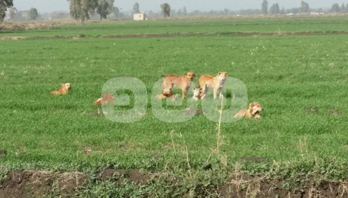 الكلاب الضالة تكبد المزارعين تكاليف باهظة بالغربية