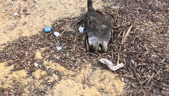 إخلاء سبيل المتهمين بذبح الحمير وتوزيعها على المطاعم في شبين القناطر