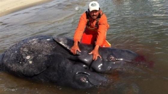 فيديو..العثور على حوت برأسين في المكسيك