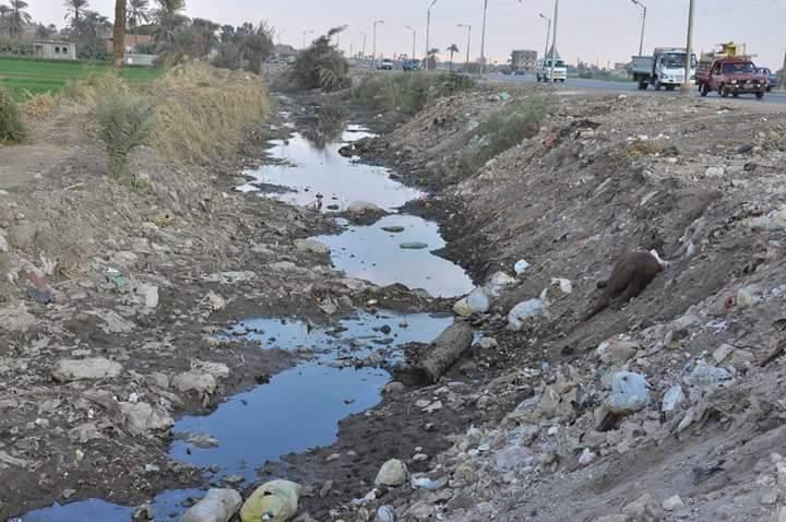 بالصور.. الحيوانات النافقة تملأ ترعة المحمودية بالبحيرة