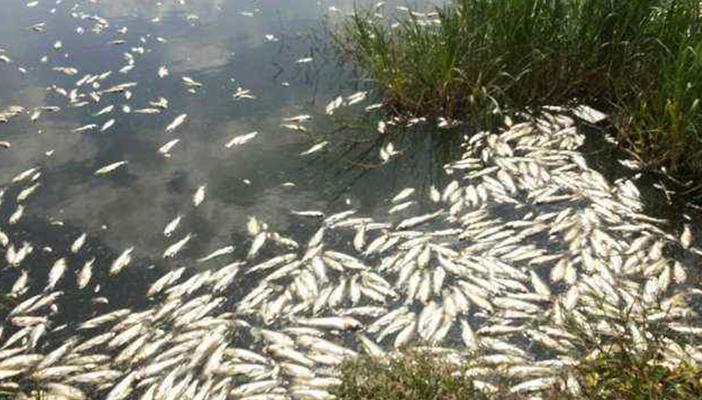 بالفيديو.. تسرب أسماك نافقة إلى أحواض مياه الشرب بالمحمودية