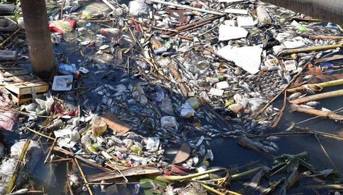 ظهور أسماك نافقة على سطح نهر النيل بالدقهلية