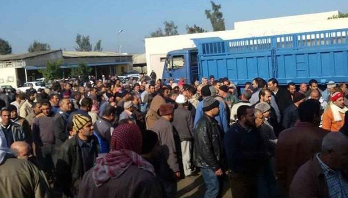 عمال مصنع السكر بكفر الشيخ يضربون عن العمل احتجاجا على تدني الرواتب