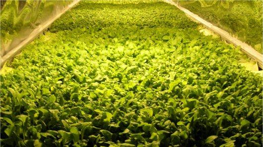 روسيا تبدأ في زراعة قمح وفواكه وخضروات في الفضاء