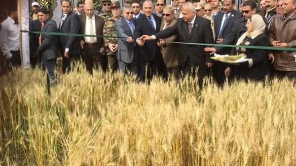 بسبب تدني محصوله.. زراعة “القمح بالتبريد” “فنكوش” الحكومة الجديد