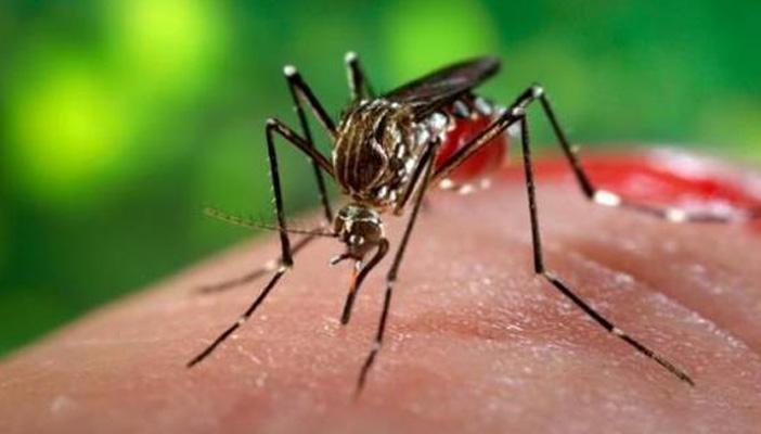 بسبب “زيكا”.. منظمة الصحة العالمية تعلن الطوارئ