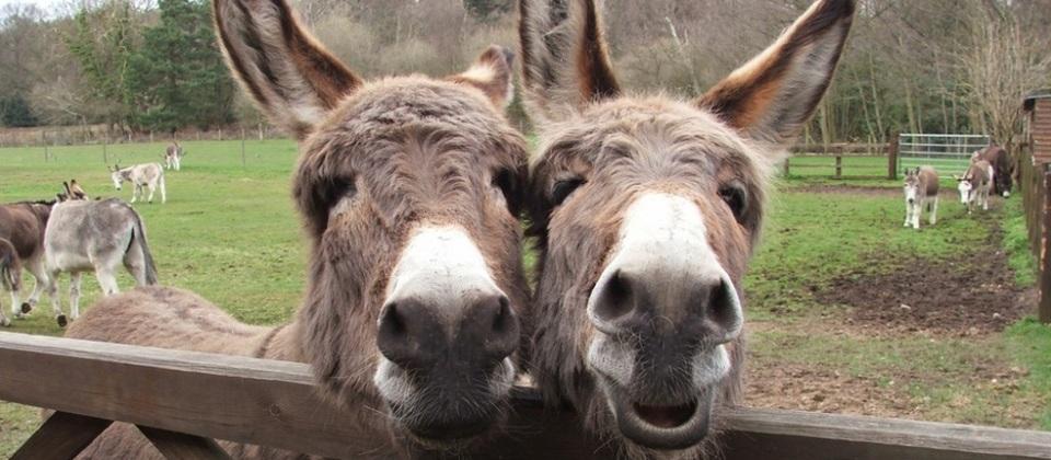 منظمة دولية: حمير مصر مهددة بالانقراض بسبب الصين