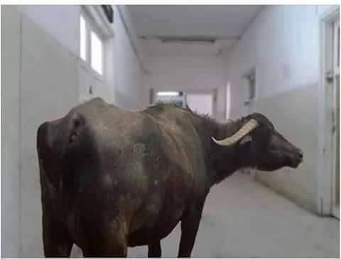 “جاموسة” تتجول داخل مستشفى سوهاج تثير سخرية رواد الـ”فيس بوك”