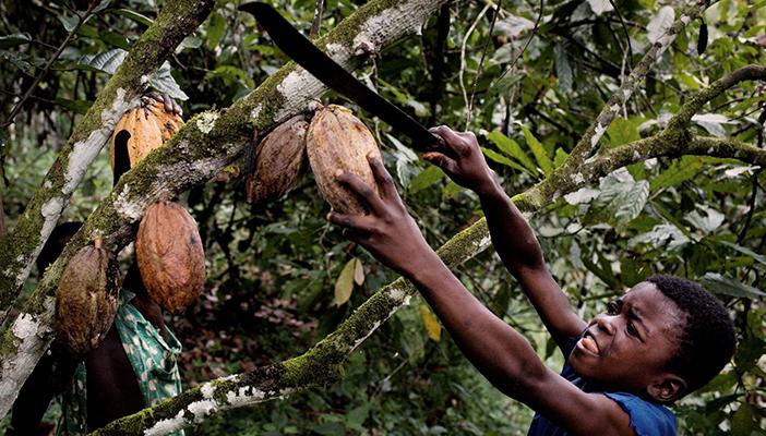 تعرّف على قائمة شركات الشيكولاتة التي تستعبد الأطفال الأفارقة