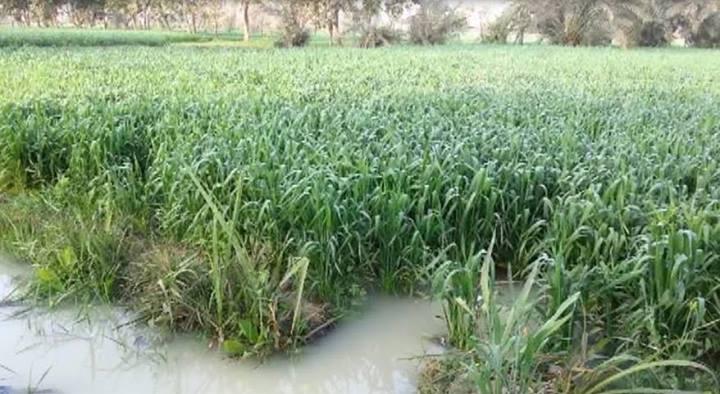 الري بمياه الصرف الصحي بالفيوم ..قلة المحصول وتفشي الأمراض