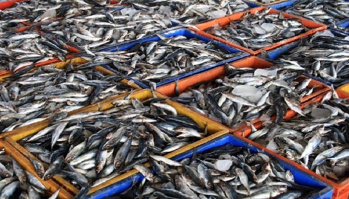 ضبط 6 أطنان أسماك فاسدة بالجيزة