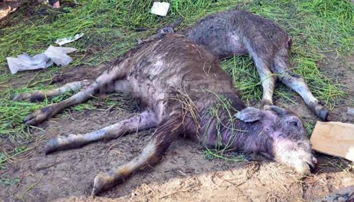 هلع بين الفلاحين جراء انتشار الحمى القلاعية بالفيوم