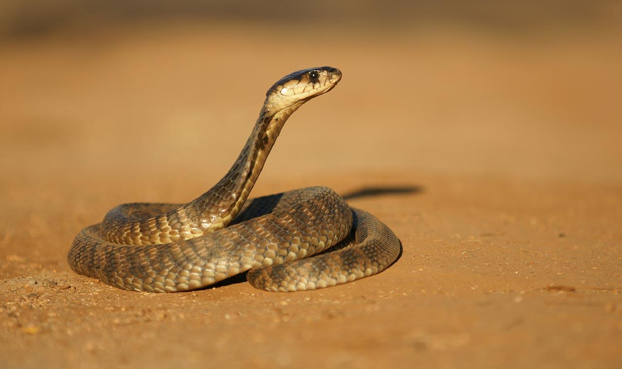 “كوبرا ميري”.. أحدث أساليب القتل داخل السجون المصرية