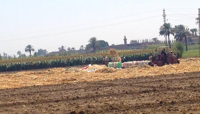 بالصور.. الركود يصيب موسم حصاد القصب في قنا