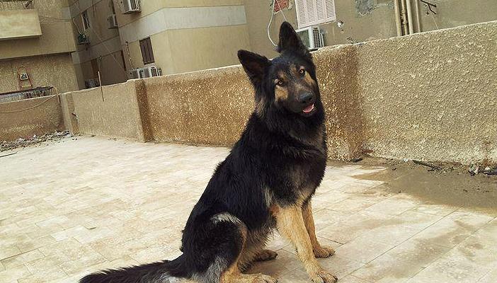 وقفة احتجاجية للتنديد بقتل كلب الأهرام بموافقة الداخلية