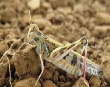 أسراب الجراد تهاجم قرى أسوان .. والزراعة والأزمات تتصدى لمكافحته