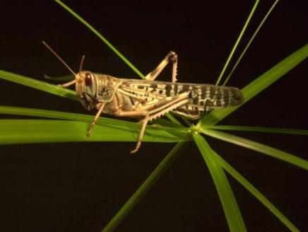 “الزراعة” تكثف الجهود لمواجهة الجراد..وأسيوط تعلن التأهب