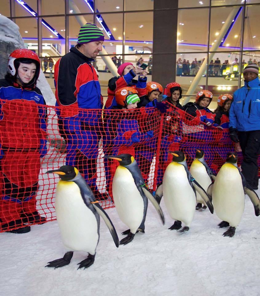 “سكي مصر” أكبر مدينة جليدية في الشرق الأوسط.. تعرف على الأسعار