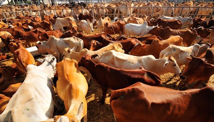 الاشتباه في وجود وباء الحمى القلاعية بين المواشى بسوهاج