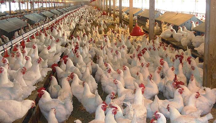 “حماية المستهلك” الألمانية تحذر من جراثيم خطيرة بلحوم الدواجن