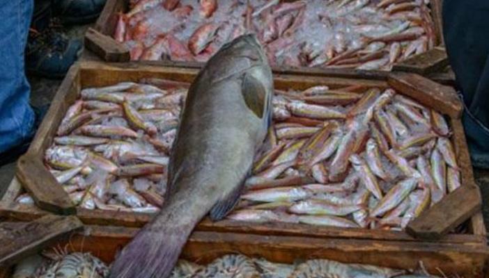 ضبط طن أسماك مجهولة المصدر قبل توزيعها على الأسواق بمحافظة قنا