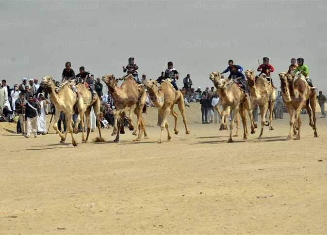 ” رويترز” عن سباق هجن الإسماعيلية: جوائر قليلة القيمة ومنافسة شرسة