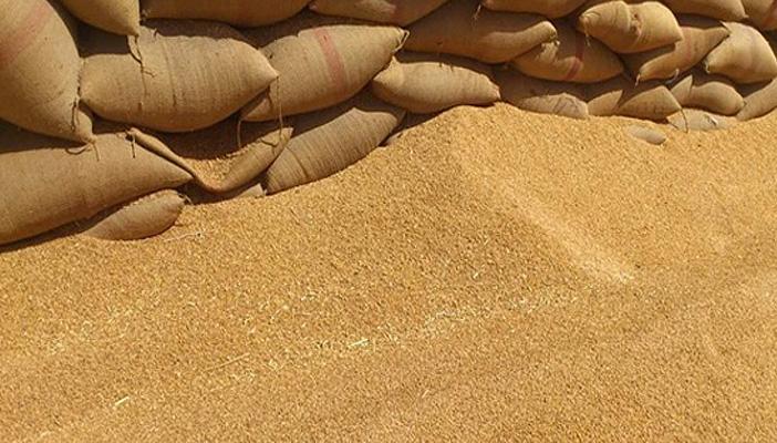 تقرير حكومي جديد يمرر شحنة قمح مسرطنة