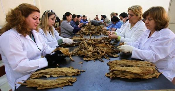 فرانس برس: سوريا تبدأ صناعة “سيجار” محلي