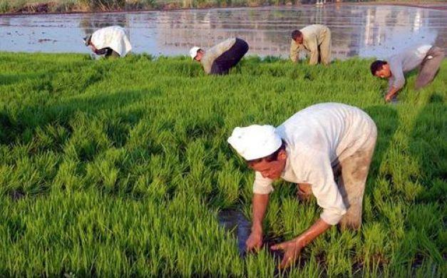 الدولة تعلن حظر تصدير الأرز.. وخبراء: “الفلاح هيشحت”