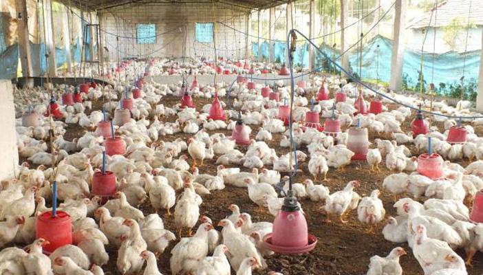 الغرفة التجارية تؤكد ارتفاع أسعار الدواجن خلال شهر رمضان لأرقام قياسية