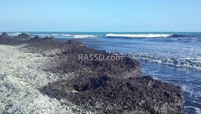 تراكم رواسب السفن على شواطئ غرب الإسكندرية