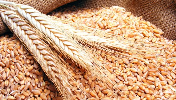 التموين: احتياطي القمح يكفي حتى نهاية مايو