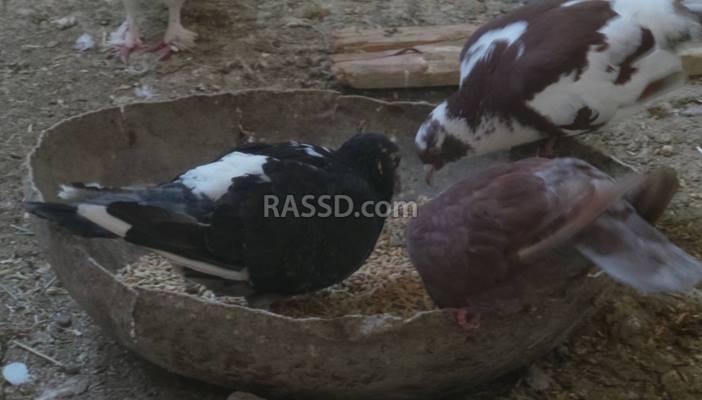 “أم عمر” تحكي لـ”رصد” عشقها لتربية وتجارة الحمام