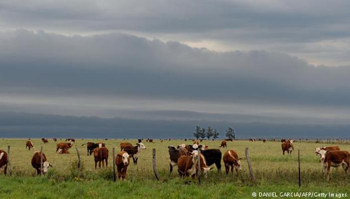 أستراليا.. إيقاف بيع مزرعة ماشية تساوي ضعف مساحة بلجيكا إلى الصين