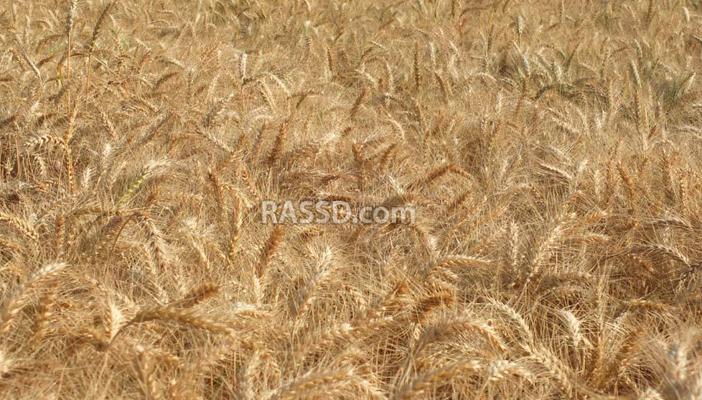 “التموين”: وصلنا 1.6 مليون طن قمح منذ بدء موسم التوريد