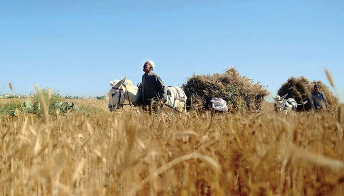 الحكومة ترفض استلام القمح من مزارعي البحيرة