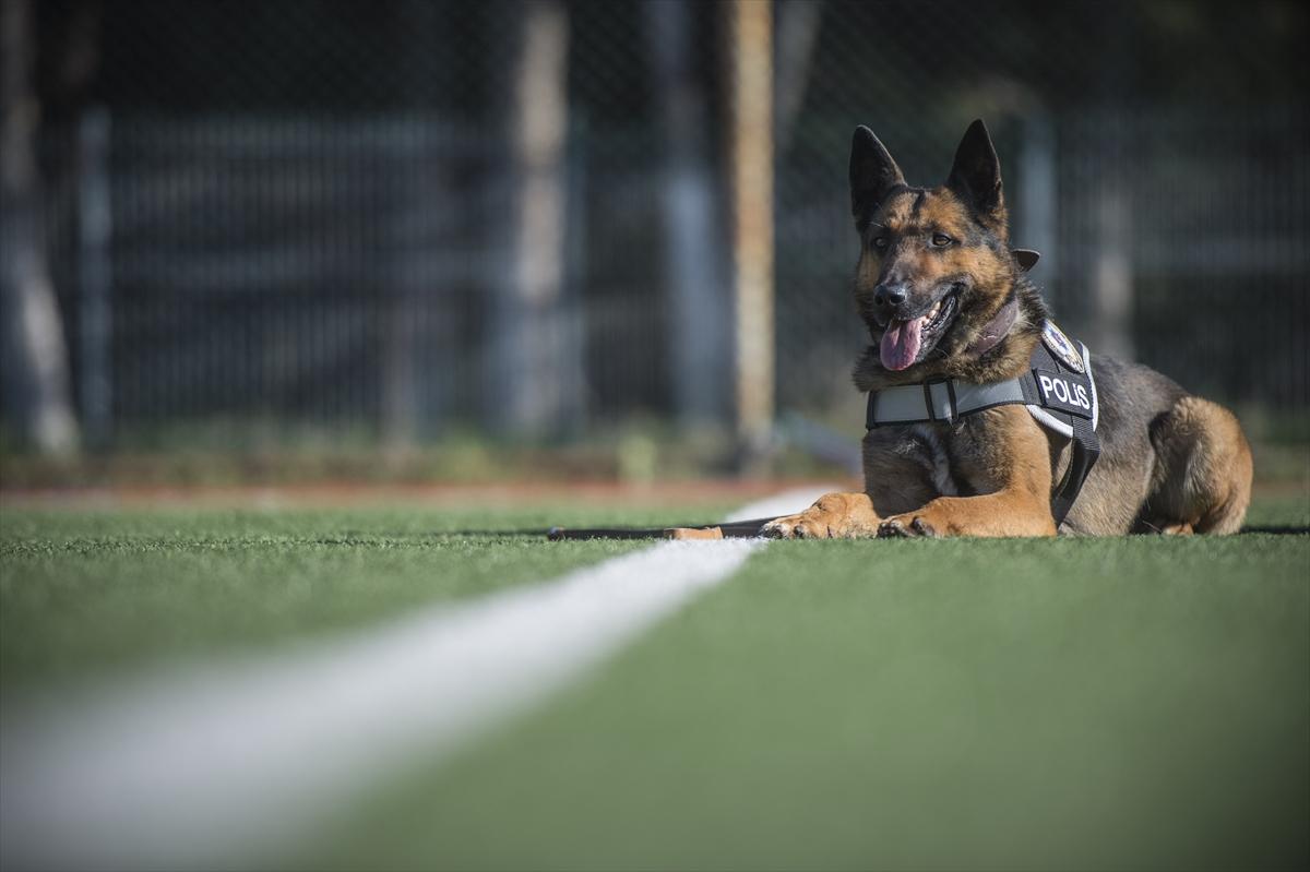 كلب يشكل كابوسا لتجار المخدرات في تركيا.. تعرف عليه