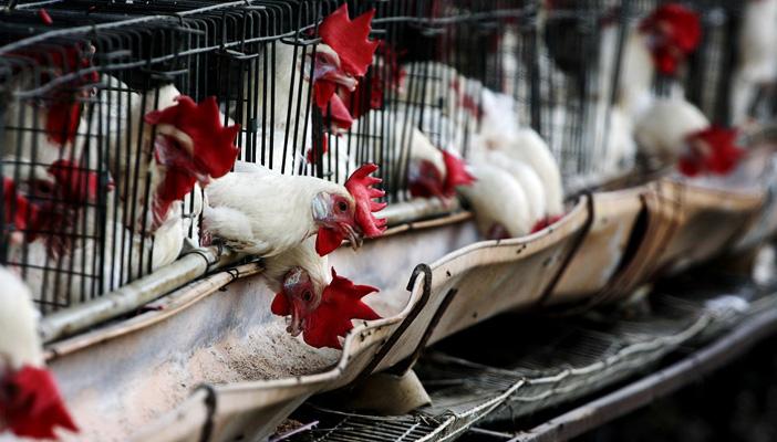 بعدما طال حبوب القمح.. استيراد السرطان ينتقل إلى الدواجن