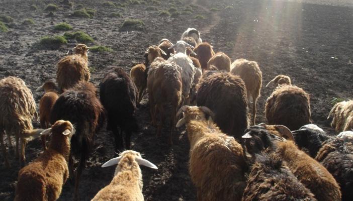 أحلى دماغ.. حالة هياج تصيب قطيعًا من الخراف بسبب تعاطيها الحشيش