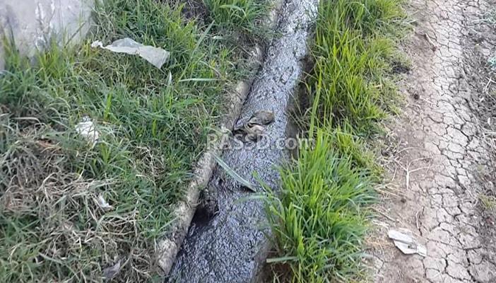 سكان قرية الجنينة بالدقهلية يواجهون الموت