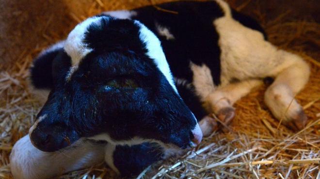 ولادة “عجل” برأسين وأذنين و4 عيون ومخ واحد.. في الوادي الجديد