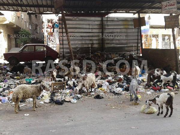 صور| تفاقم أزمة القمامة بشارع الدراسات بالمنصورة‬