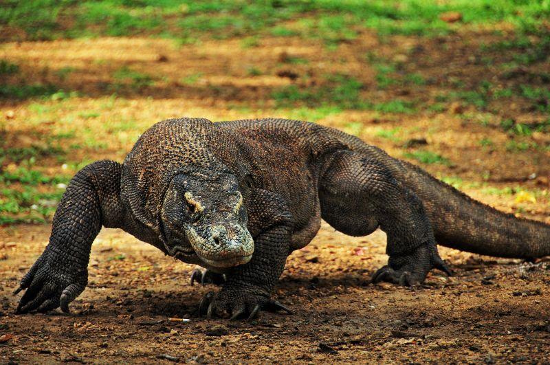 سبع معلومات عن تنّين كومودو “سحلية رامز جلال”