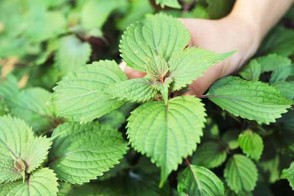 بالفيديو.. ورقة ريحان حيلة طبيبة لاستخراج دودة من عين شاب