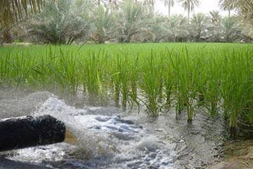 أسيوط :حصص المياه كافية لري الأراضي