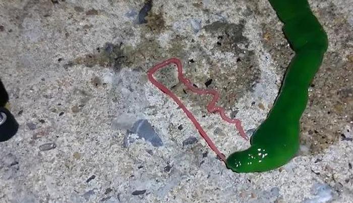 بالفيديو.. كائن يحير رواد فيس بوك
