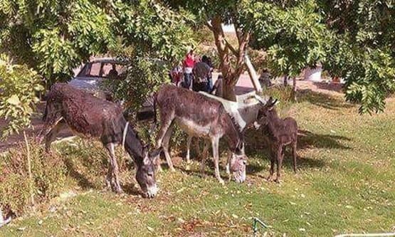 حمير داخل جامعة أسوان وسط الطلاب.. ونشطاء: من حقهم يكملوا تعليمهم