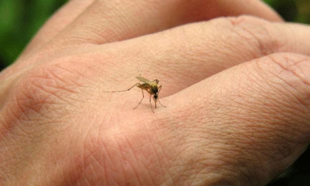 5 حقائق لا تعرفها عن قرص البعوض.. وكيف تتقيه