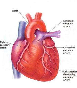 مؤتمر طبي بالإسكندرية يكشف تشخيصًا جديدًا لأمراض القلب